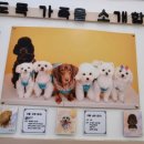 뽀도독 애견카페 이미지