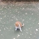 우리동네개냥이 네이버블로그