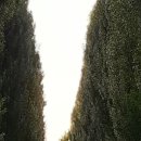 경춘선솔밭길 이미지