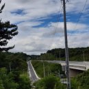 패랭이꽃의 저항 이미지