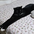 닥터코기동물병원 이미지