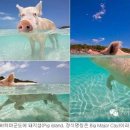 섬돼지 이미지