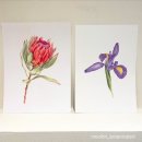 색연필로 쉽게 그리는 보타니컬아트 | 색연필로 그리는 꽃과 열매, 보타니컬 아트 10월 첫째주 수업(CH 1985 압구정 본점)