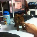 댕이의하루 이미지