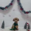 견생의하루 펫살롱 일산본점 이미지