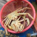 소래포구 선영이네 내돈내산 대게 후기