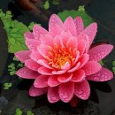 중미산자연휴양림 이미지