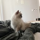 도도한 개냥이 이미지