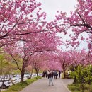 읍성뚝배기 | <서산&amp;태안> 1. 서산 문수사 겹벚꽃구경 / 해미 읍성