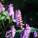 약이 되는 산야초 이미지