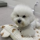 아이스베어 이미지