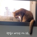 그루밍 나나 이미지