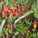 청마농장 이미지