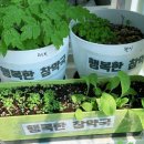 텃밭약국 이미지