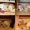 강아지집 이미지