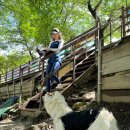 전주진미식당 | 무주 애견동반 식당 전주진미식당! 물놀이 가능한 식당, 계곡 앞 돗자리 제공