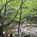 휴양림길 | [서귀포걸어서한바퀴] 8월 10일 대포 하원 휴양림길 후기