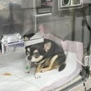 김용태산업동물병원 | 동물병원수의테크니션 비전공자가 취득 취업한 후기