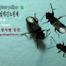 🪲 어린민반날개긴노린재 (Dimorphopterus pallipes) 🇰🇷 한국 토착종 🪽 단시형과 장시형 🎨 흑갈색 날개 이미지