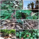 큰닭농장 이미지