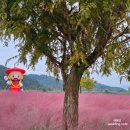 의령정비 | 의령 기강 리치 꽃축제 가을 여행지로 추천