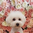 베이비숑 펫살롱 이미지