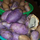 자연애오리 이미지