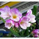 후리지아 이미지