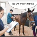 제주대학교 말전문동물병원 이미지