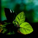 하남식당 이미지