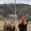 골드블루 이미지