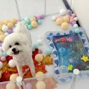 하이멍멍 이미지