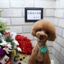 개 이쁜 애견미용샵 이미지