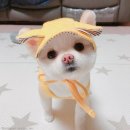 반하리 이미지