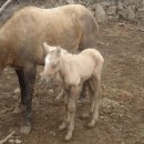 춘희목장 이미지