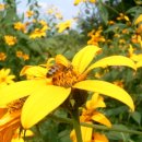 효선농장 이미지