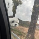 아지애견 | 강원도 홍천 애견펜션 다녀온 후기🐶🍂🍁첫번째