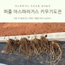 동해종묘사 | 퍼플 아스파라거스 구근으로 키우기 도전 후기