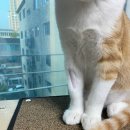 닥터표 동물병원 이미지