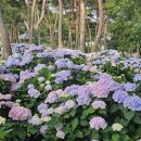 서산소나무힐링 이미지