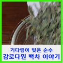 모암길 | 기다림이 빚은 순수 감로다원 백차 이야기