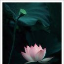 오분도둑 이미지