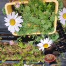 구절초가 방긋 아침인사를 합니다~~~ 이미지