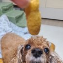 베푸 | [후기] 강아지 간식 베푸 '멍 바나나킥', 디자인은 합격: 우리 금동이 입맛에도 맞을까?
