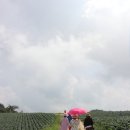 삼영목장 이미지