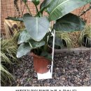 기타 조형물 | 식물 화원 아치 아름다운 출입구 조형물로 완성되는 정원의 매력