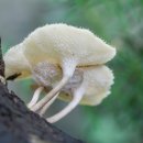 좀벌집구멍장이버섯 Polyporus arcularius (Batsch.) Fr 이미지