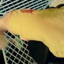 윌리스펫 이미지