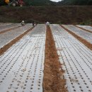 경북깐마늘 이미지