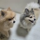 공항 가까운 전원주택 펫시터 이미지